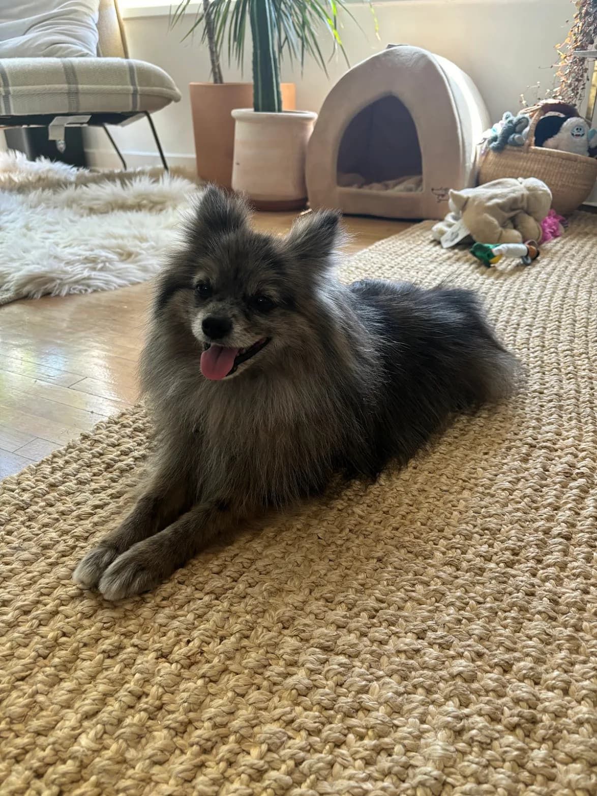 Silver Pomeranian relaxing on a jute rug, freshly fluffed.