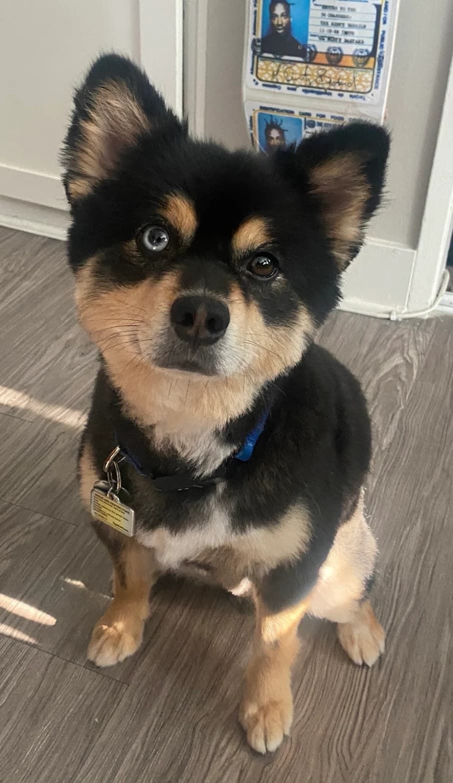 Black and tan Pomeranian mix with bright eyes, sitting on a wood floor.