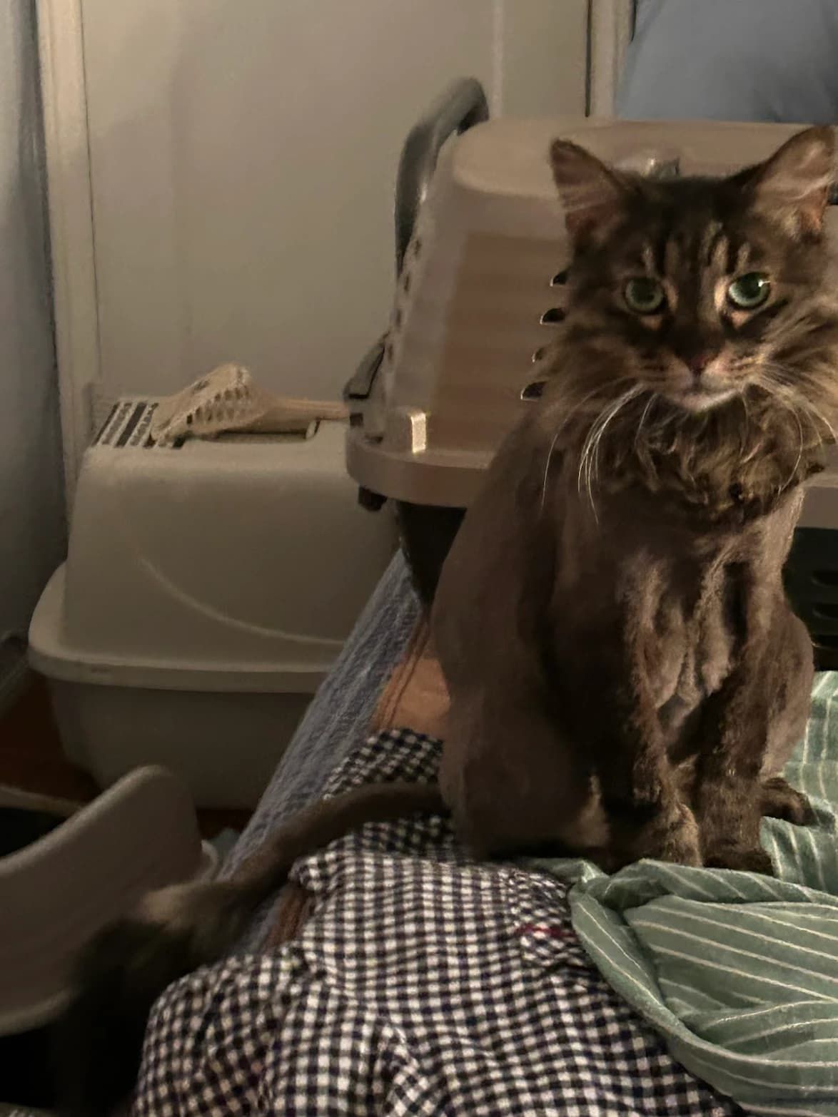Long-haired tabby cat with green eyes, freshly groomed.
