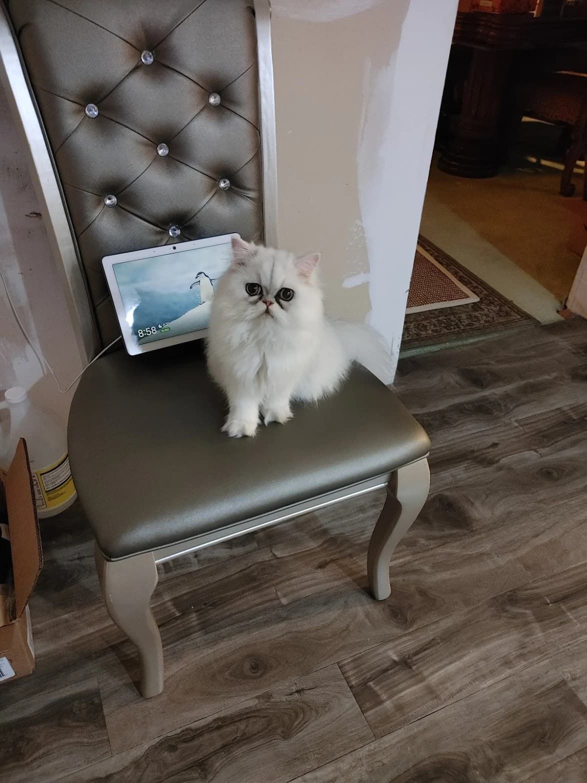 White Persian cat sitting on an ornate silver tufted chair.