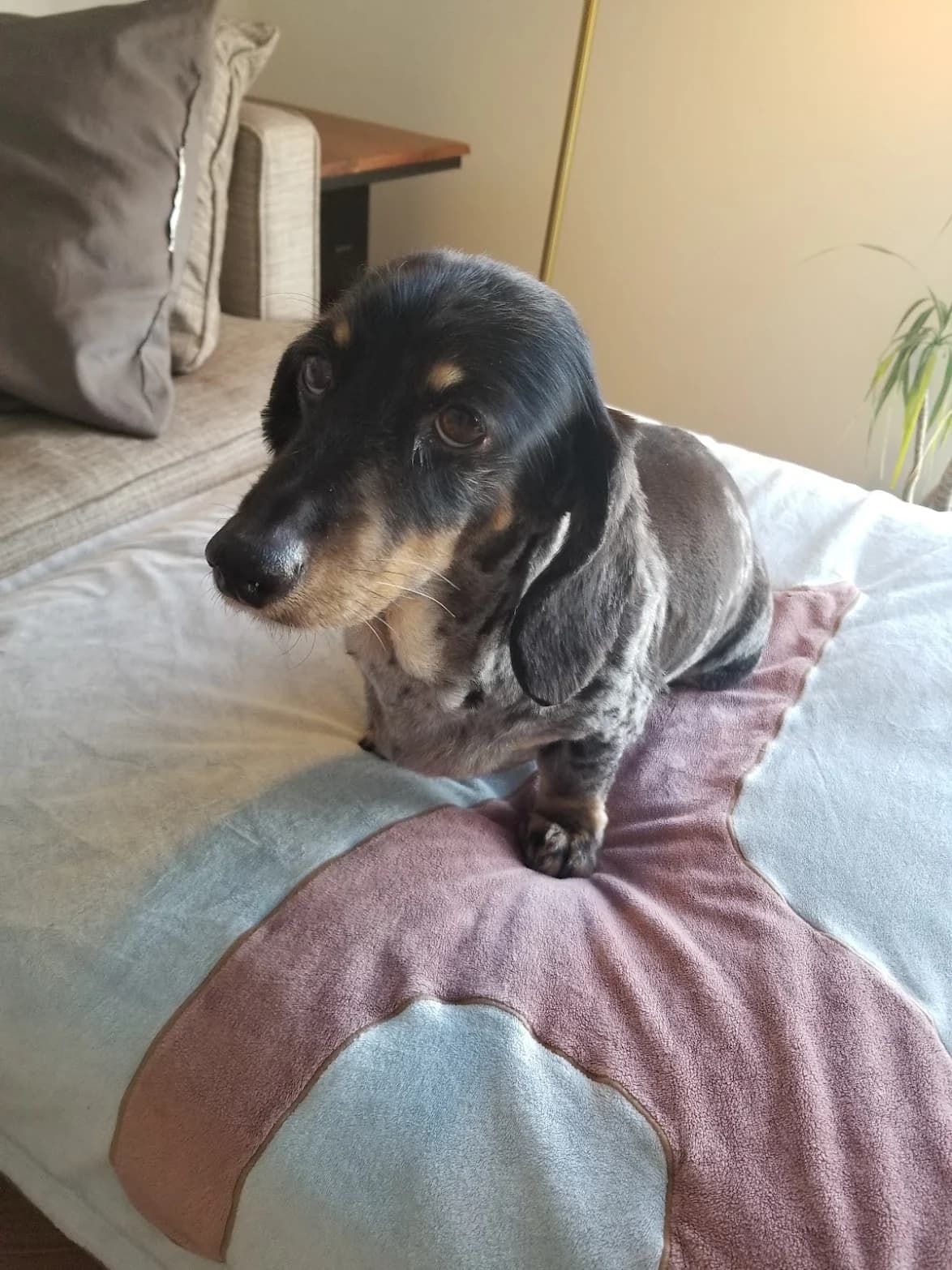 Black and tan dapple dachshund sitting on a bed.