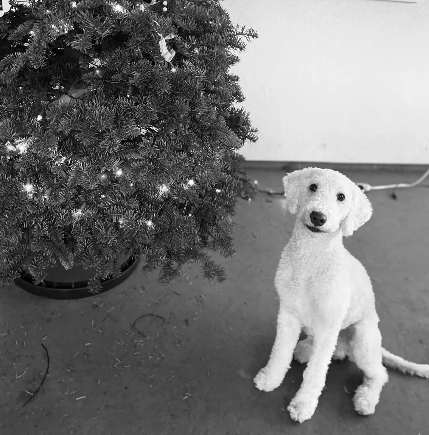 White poodle sitting next to a lit Christmas tree, photographed in black and white.