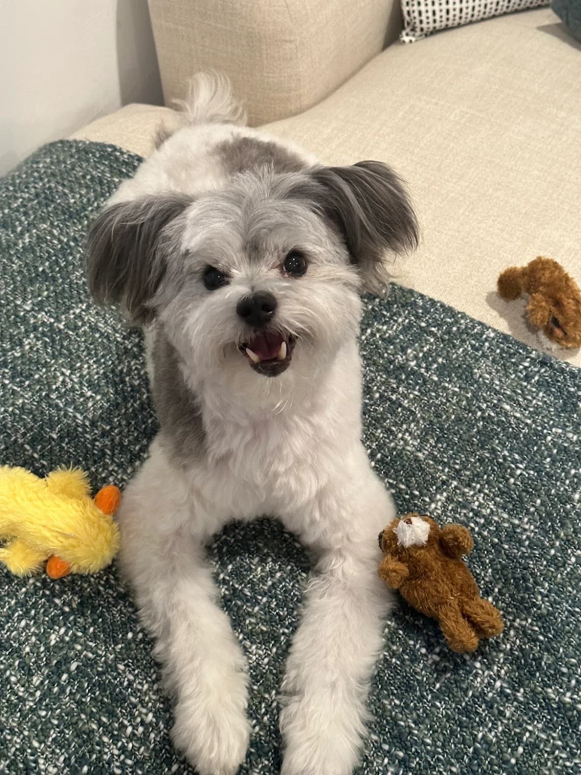 Grey and white doodle puppy lounging on a sofa with stuffed toys after a groom.
