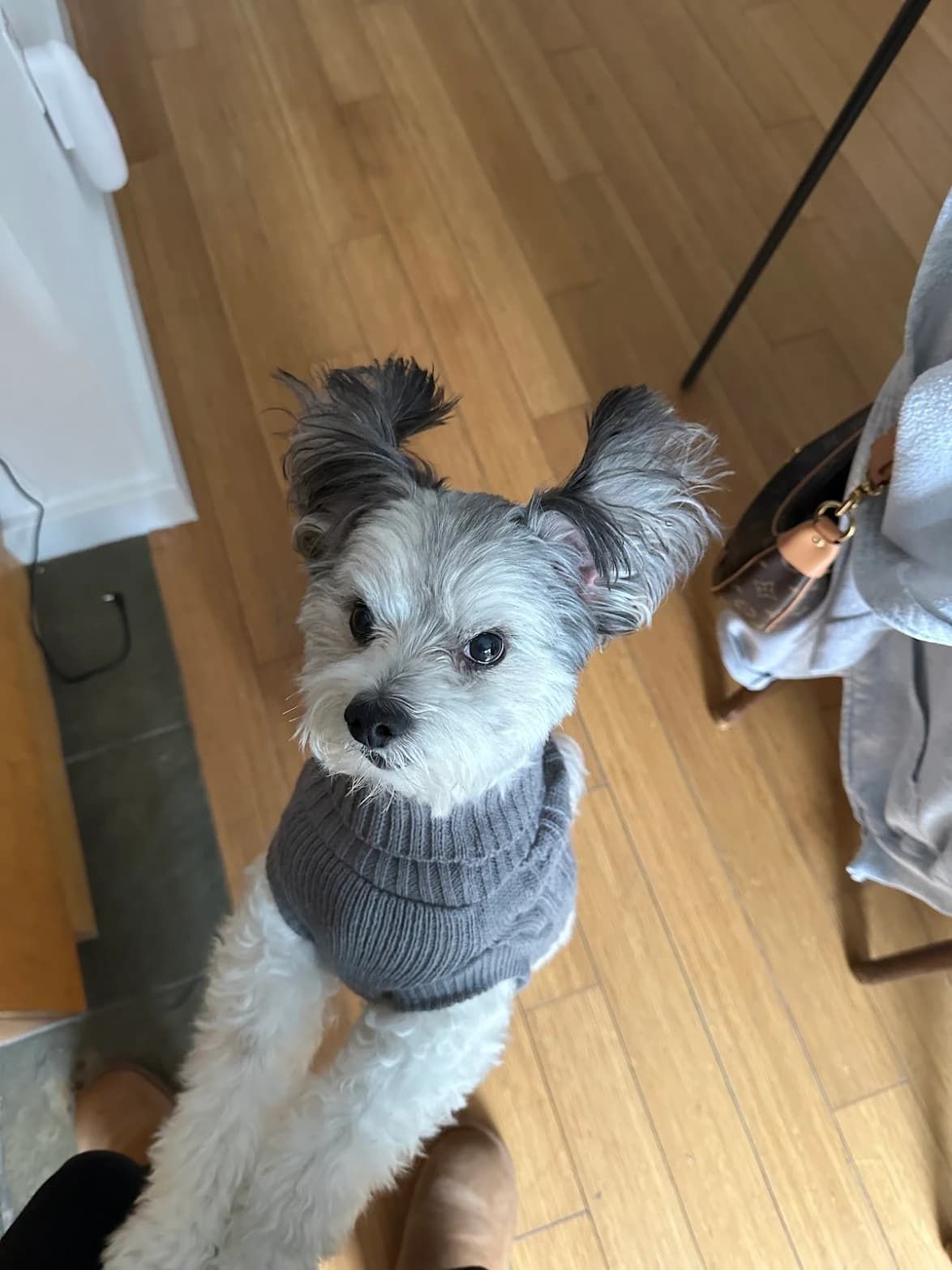 Grey and white doodle pup standing up in a knit turtleneck sweater.