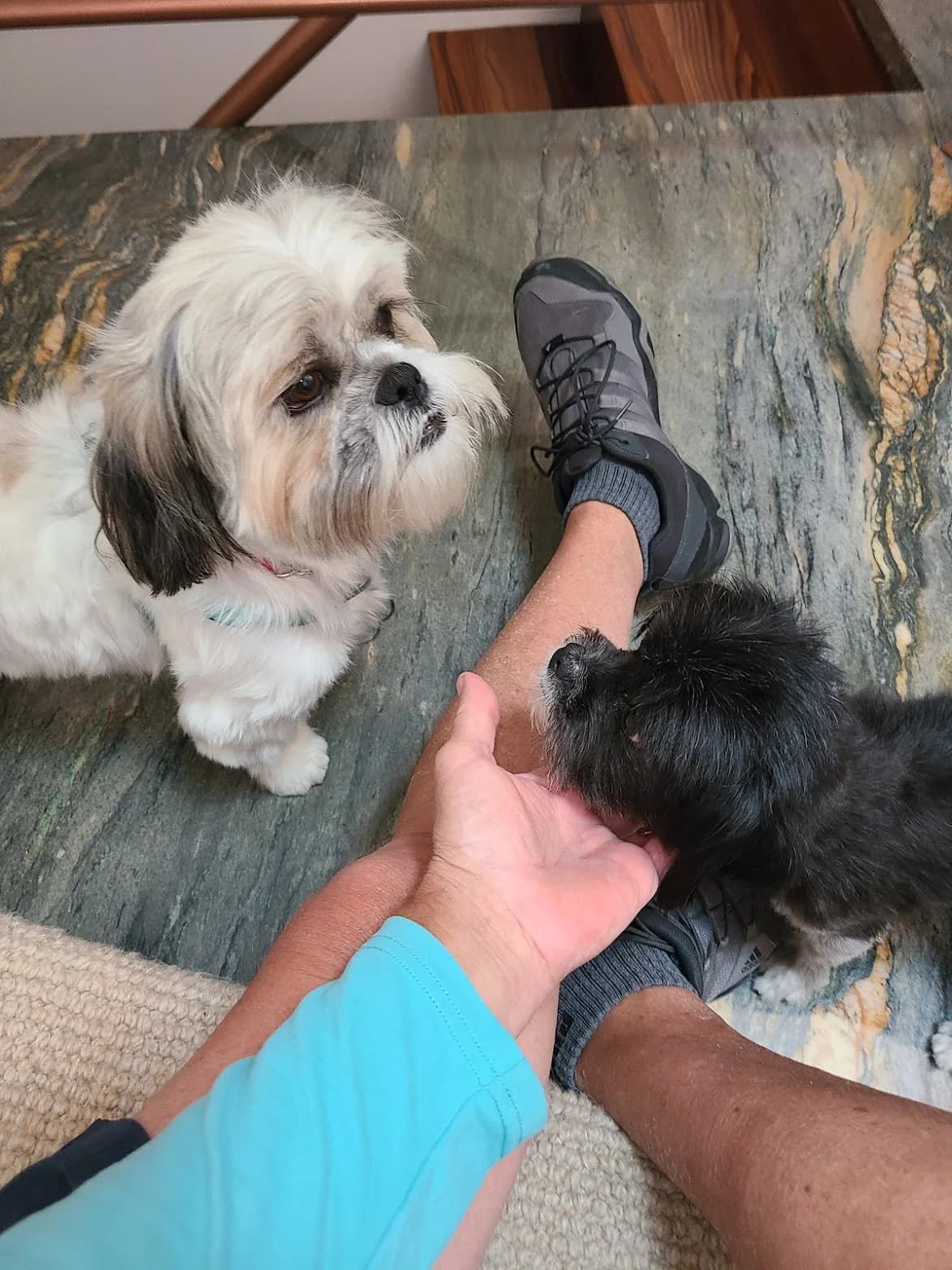 Cream Shih Tzu and a small black puppy saying hello after their groom.