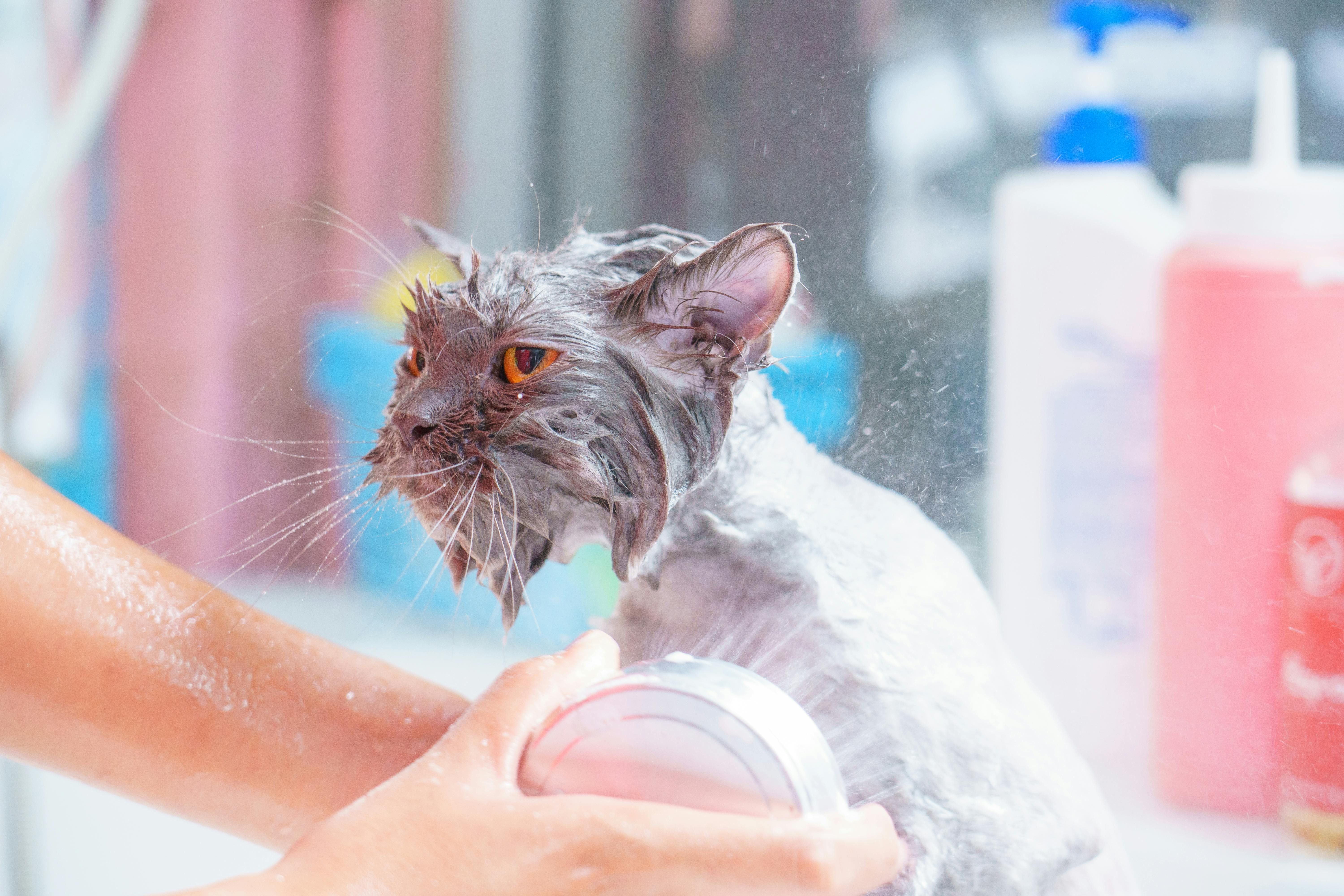Cat Grooming