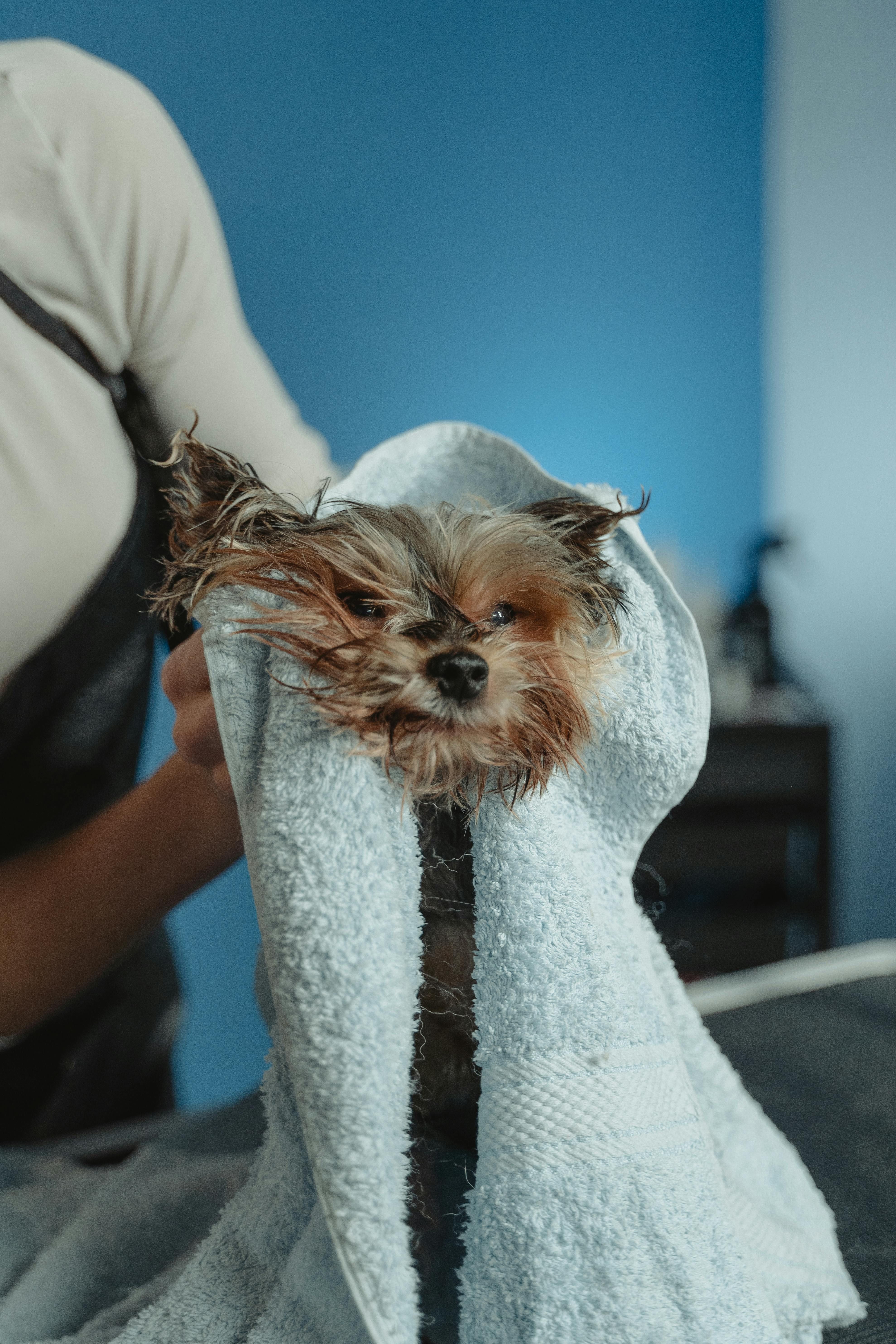 Bath & Brush / Tidy-Up