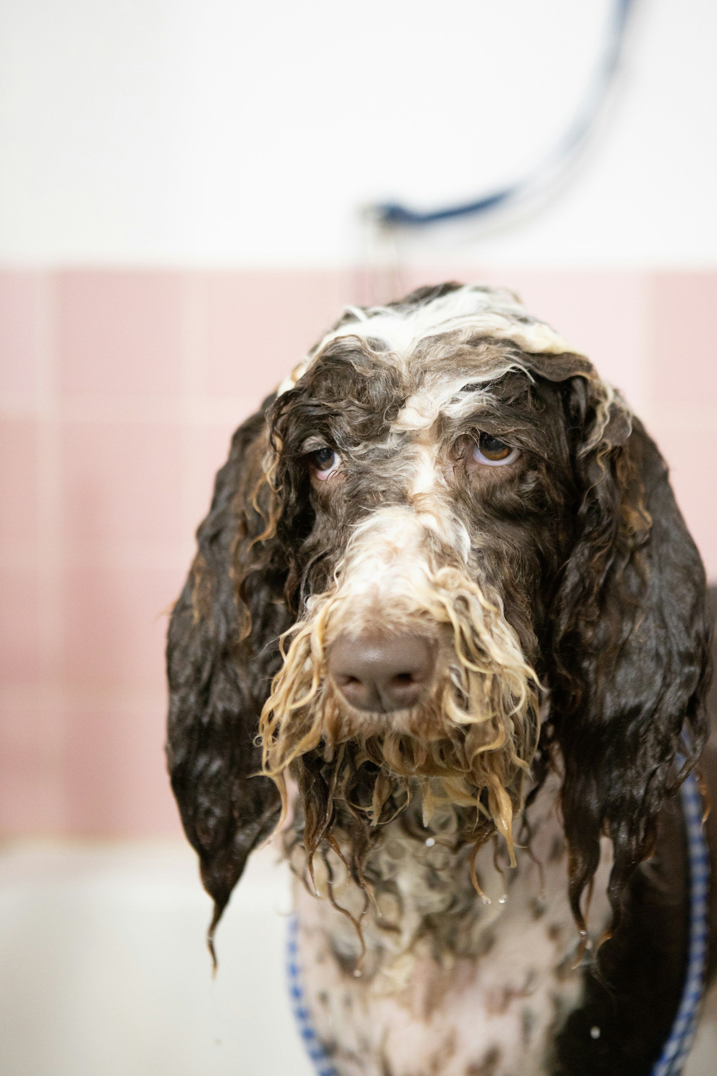 Flea & Tick Defense Bath